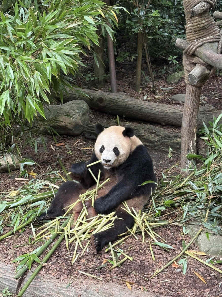 panda