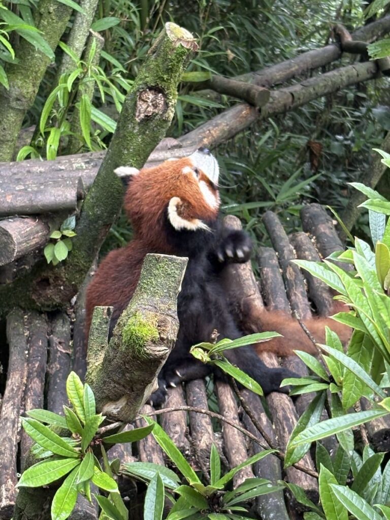 panda rosso